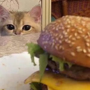 国产一区二区高清无码视频
